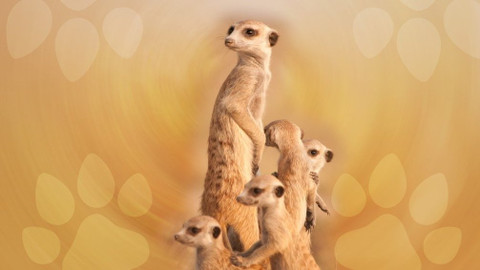 Moje zvířecí rodinka - 17. června 2020