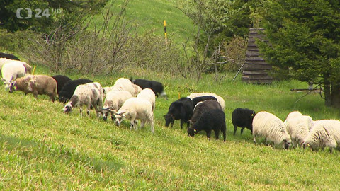 Regiony ČT24 - 7. června