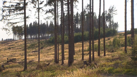 Nedej se! - Kácením lesy nezachráníme