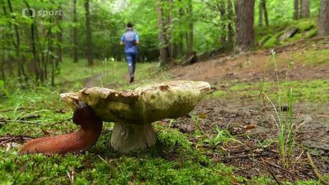 Sport v regionech - SILVA O'Camp, Vidnava