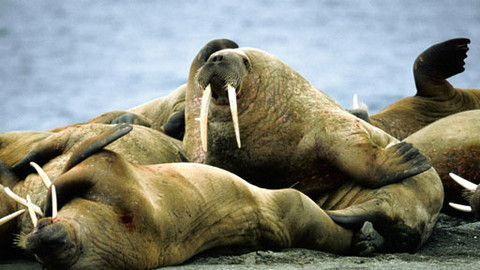 Svět vodní divočiny - 7/9 Bratrstvo těžké váhy