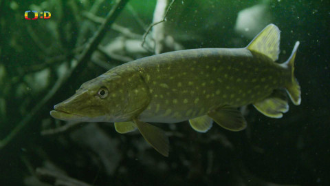 V divočině, tam to žije - Epizoda 26/40