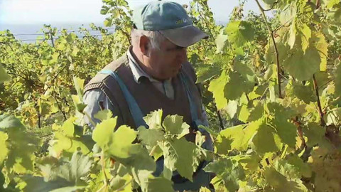 Náš venkov - Víno - braní