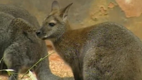 Toulavá kamera - 17. srpna 2008