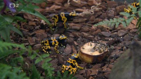 Dobrodružství vědy a techniky - Tiché vymírání druhů