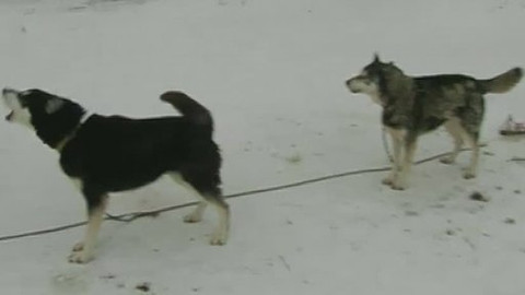 Běžkotoulky - Nova Bystřice