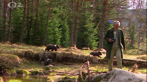 Méďové - Na tetřívčím tokaništi