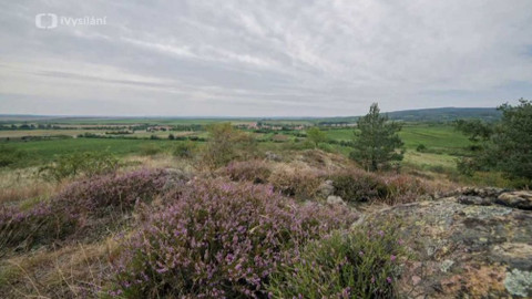 Minuty z přírody - Vřesoviště