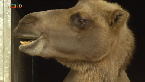 Náš zvěřinec - My o vlku a vlk...