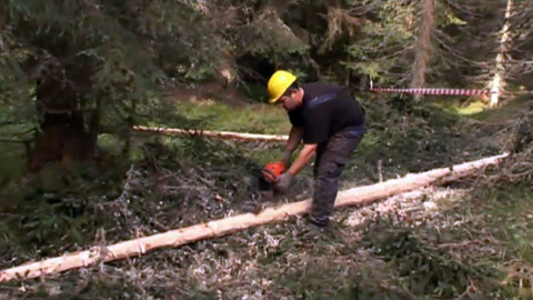 Nedej se! - Další zásahy proti kůrovci