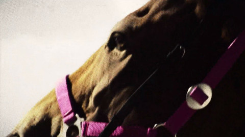 Kvalifikace na 129. Velkou pardubickou