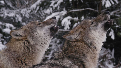 Bráškové - 2/7 Příběh druhý