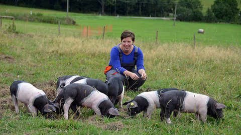 Malá farma - Svobodná selátka