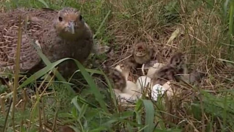 Kluci ze zámku - 6/7 V lese