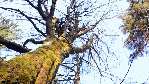 Nedej se! - Prales nad zlato