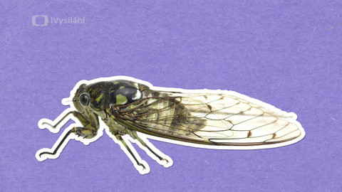 To je něco! - Jak cikády zpívají?