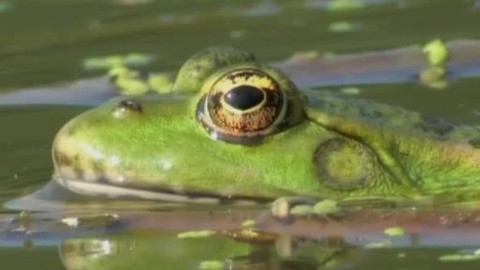 Tisíc let české myslivosti - 27. května 2010