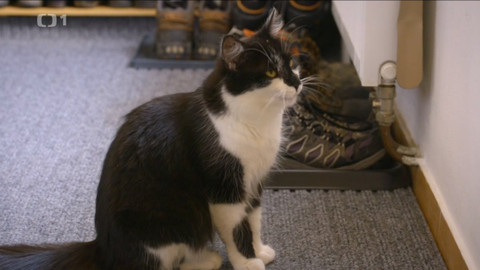 Kočka není pes - Dominantní Nela a nepořádná Elsa