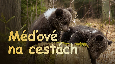 Méďové na cestách