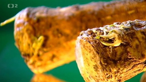 Pod pokličkou - Křen i teplé nápoje jsou to, co tě zahřeje