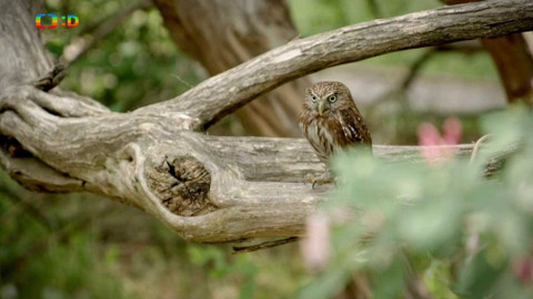 S Hubertem do lesa - Bezhlavcův hrádek