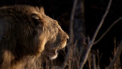 Dobrodružství vědy a techniky - Toulaví lvi Gudžarátu