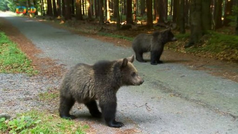 Méďové na cestách - 20/43 Brdy