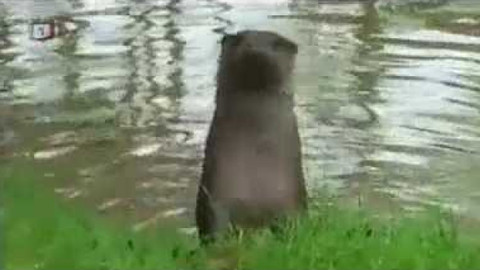 Živé srdce Evropy - Vydra říční