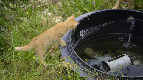 Kapka vody - Kořenová čistírna odpadních vod