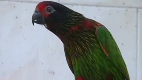 Toulavá kamera - 8. ledna 2006