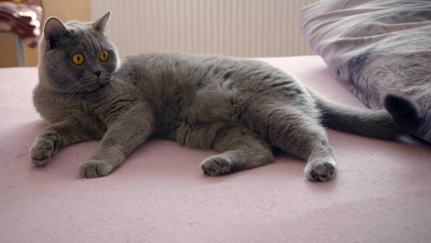 Kočka není pes - Nedůvěřivá Betinka a bojovný Bárt