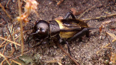 Nedej se! - Hmyz roku