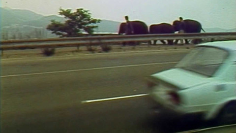 Archiv dne - 8. červen 1988: Sloni na vycházce