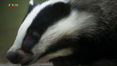 V divočině, tam to žije - Epizoda 9/40