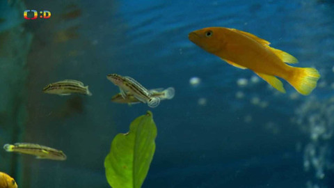 Terčin zvířecí svět - 17. června 2022