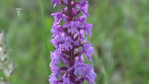 Živé srdce Evropy - Pětiprstka hustokvětá