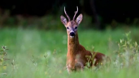 Tisíc let české myslivosti - 18. března 2011