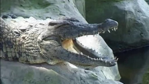 Dětská encyklopedie světa - 9/21 Krokodýl