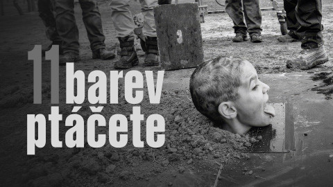 11 barev ptáčete