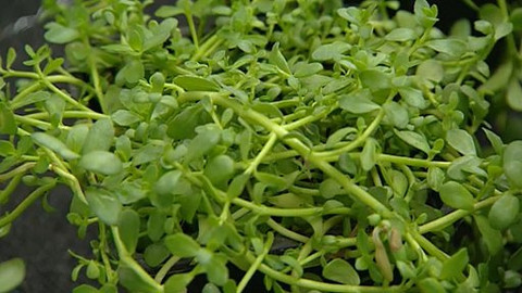 Hobby naší doby - Hoby naší doby