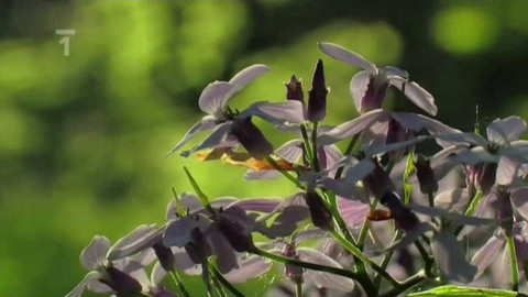 Živé srdce Evropy - Měsíčnice vytrvalá