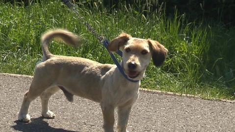 Chcete mě? - Chcete je?