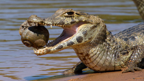 Kouzla přírody - 4/4 Vodní světy