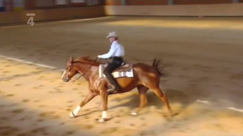 Jezdectví - M ČR v reiningu Kozlovice