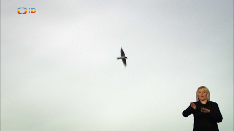 Čtení do ouška - Ptáček pro štěstí