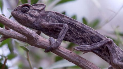 Africká abeceda - CH - chameleon