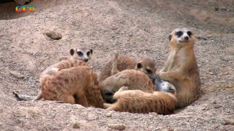 Atlas zvířat - Atlas zvířat