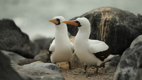 Humboldtův proud - 3/3 Tam a zase zpátky