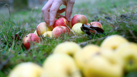 Co naše babičky uměly a na co my jsme zapomněli - Ovoce