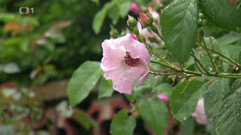 Polopatě - 25. června 2023